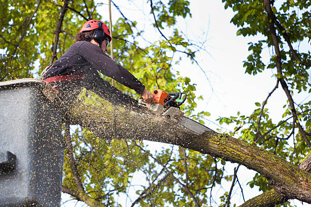 Tree Branch Trimming